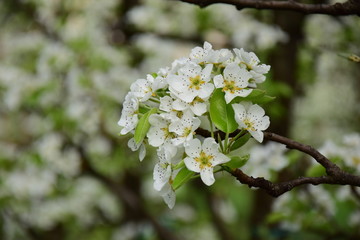 Ostern, Birnenblüte, Frühling
