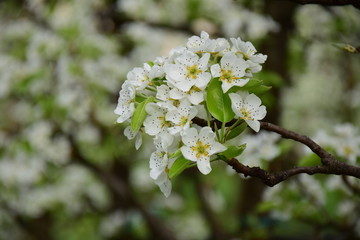 Ostern, Birnenblüte, Frühling