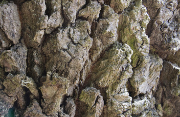 Bark of an old tree