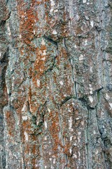 Деревянная текстура коры дерева 