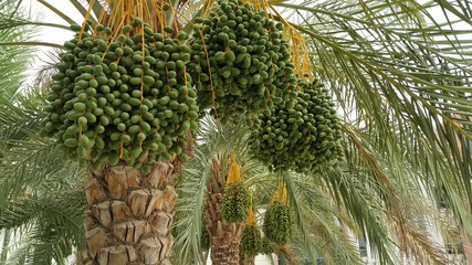 Fototapeta premium Date palm tree