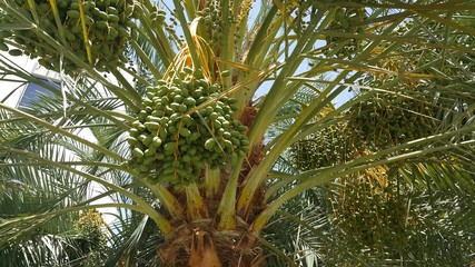 Date palm tree