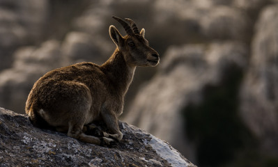 Spanish ibex in Torcal de Antequera
