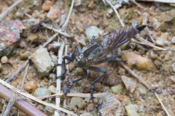 close up macro little robberfly stays on ground isolated