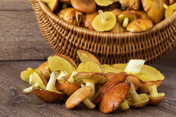 the edible mushrooms