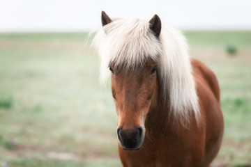 horse