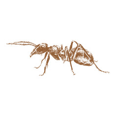 Brown Ant