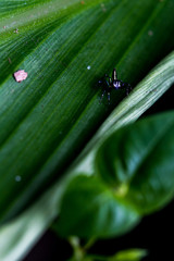 tiny jumping spider stays on leaf