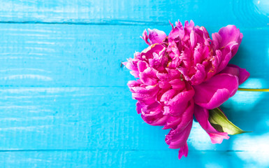 peony flowers on blue wooden background © toomler