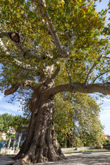 Big and old Plane tree at the Arboretum entrance in Trsteno, Croatia, on a sunny day.