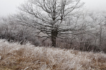 Icy tree