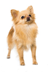Zwergspitz - Pomeranian