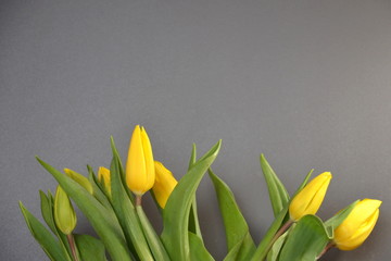Naklejka premium zółte tulipany
