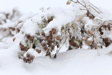 Frozen burdock. Picture taken after freezing rain, storm.