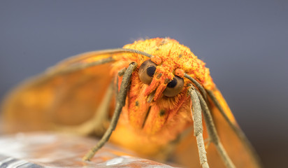 Mariposa laranja.