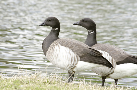 Pair of brent geese standing beside pond.
