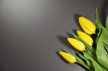 zółte tulipany