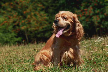 dog breed American Cocker Spaniel