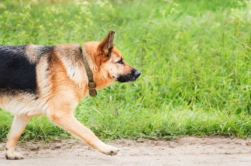 Large dog runs on the sandy road. Part of the animal's body, a free space