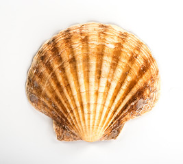 sea shell isolated