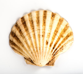 sea shell isolated