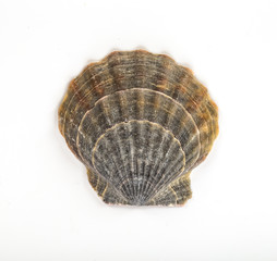 sea shell isolated