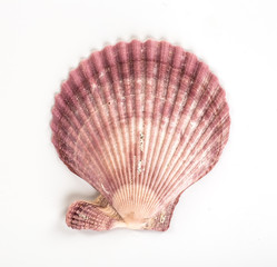 sea shell isolated