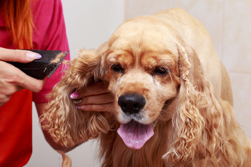 Grooming the hair of dog