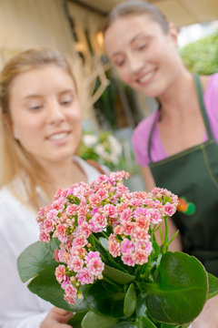 Florist and customer looking at pot plant