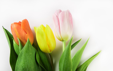 Three fresh spring tulips of different colors