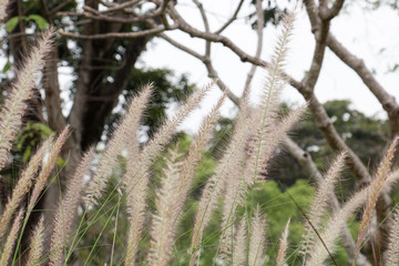 group of white grasss, long leaf of grass and sunlight