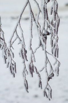 Alder branches covered with frost, close-up