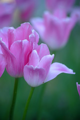 purple tulips on a lawn