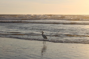 Sea Bird