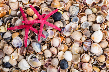 Sea Shells Seashells! - variety of sea shells from beach - panoramic - with large scallop shell.