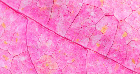 Textura de folha rosa.