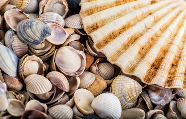 starfish, seashells and stones