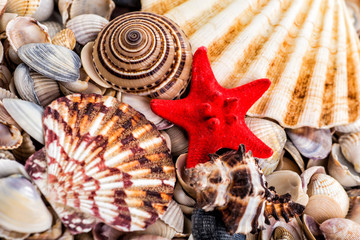 Plakaty  Sea Shells Seashells! - variety of sea shells from beach - panoramic - with large scallop shell.