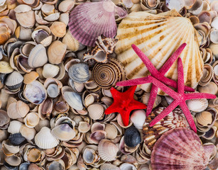 Seashell background, lots of different seashells piled together