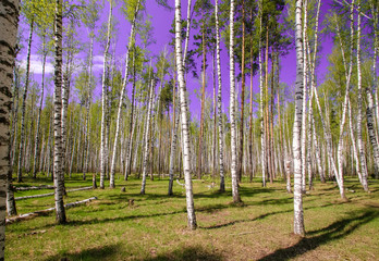 Spring sun magic bright forest beautiful sunny blue sky