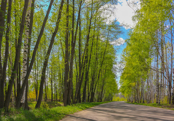 Obraz premium Road with birch trees in the young green leaves in spring sunny day
