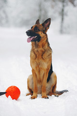 Obedient German Shepherd dog sitting on a snow in winter forest