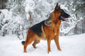 Young German Shepherd dog staying outdoors on a snow in winter forest