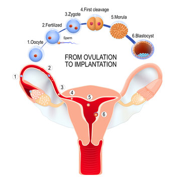 Ovulation Images Browse 39 814 Stock Photos Vectors and Video