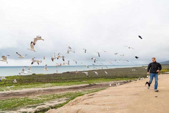 A boy, young man in jeans and a black jacket runs along the beaches, seagulls disperses. Many seagulls fluing in the sky. Ocean in the background. Adventure. South California - Powered by Adobe
