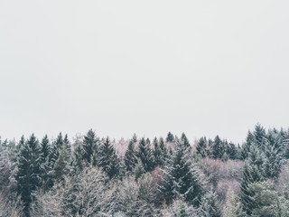 Top of the trees covered with ice and snow