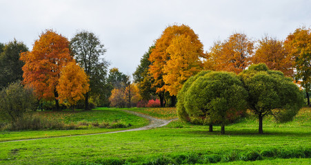 Colourful golden autumn park landscape. Green Lawn, trimmed trees