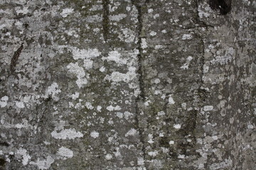 Background Wood Stone Sky