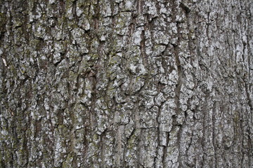 Background Wood Stone Sky