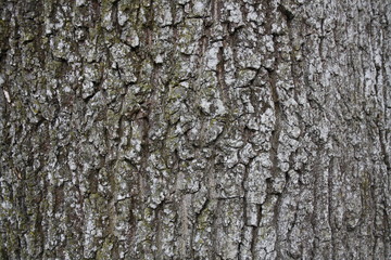 Background Wood Stone Sky